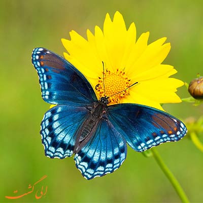تصویر Jalaldini