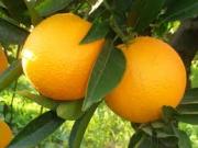 تصویر porteqal